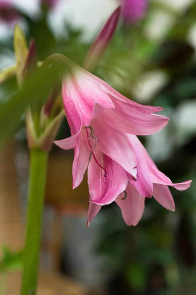 Crinum x powellii ---